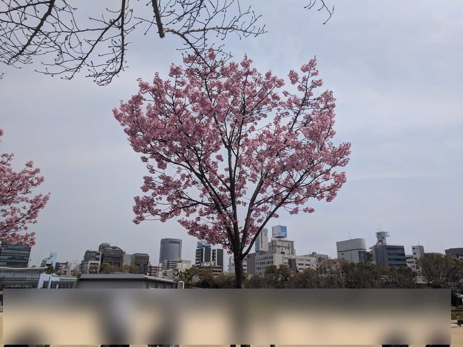 大阪　扇町公園　桜