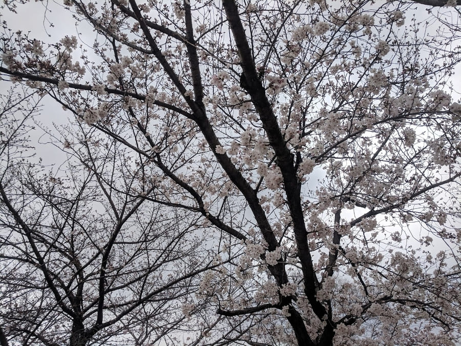 大阪　扇町公園　桜