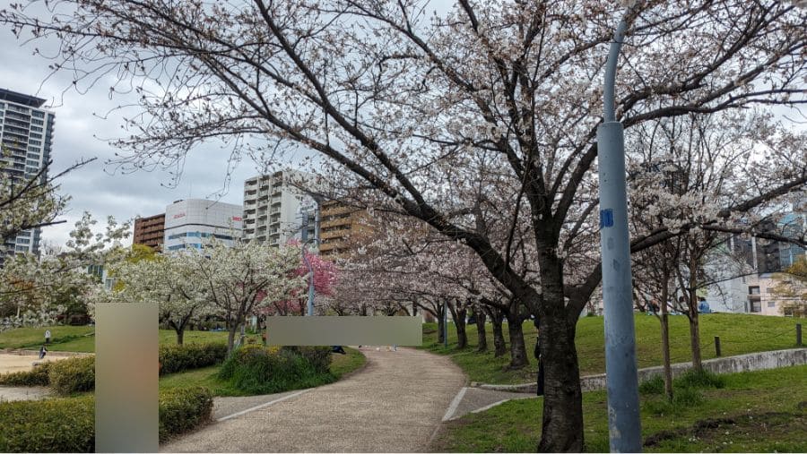 2024年【梅田から徒歩圏内で花見】扇町公園の桜の開花状況と見どころ紹介