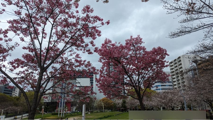 2024年【梅田から徒歩圏内で花見】扇町公園の桜の開花状況と見どころ紹介
