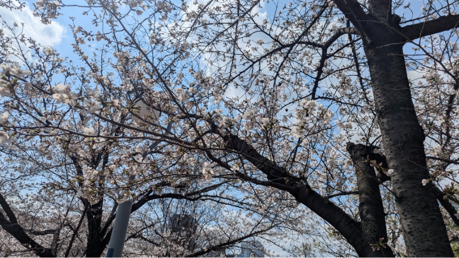 【2017年〜2026年】扇町公園の桜の開花状況と見どころ紹介！梅田から徒歩圏内で花見