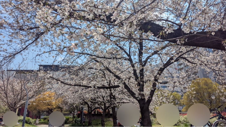 【2017年〜2026年】扇町公園の桜の開花状況と見どころ紹介！梅田から徒歩圏内で花見
