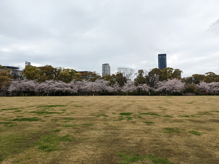 大阪城公園　桜　西の丸庭園
