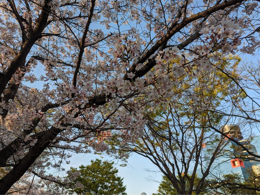 大阪　扇町公園　桜　花見　見頃
