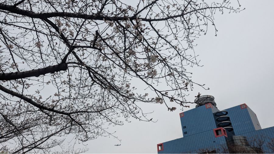 【2025年】扇町公園の桜の開花状況と見どころ紹介！梅田から徒歩圏内で花見