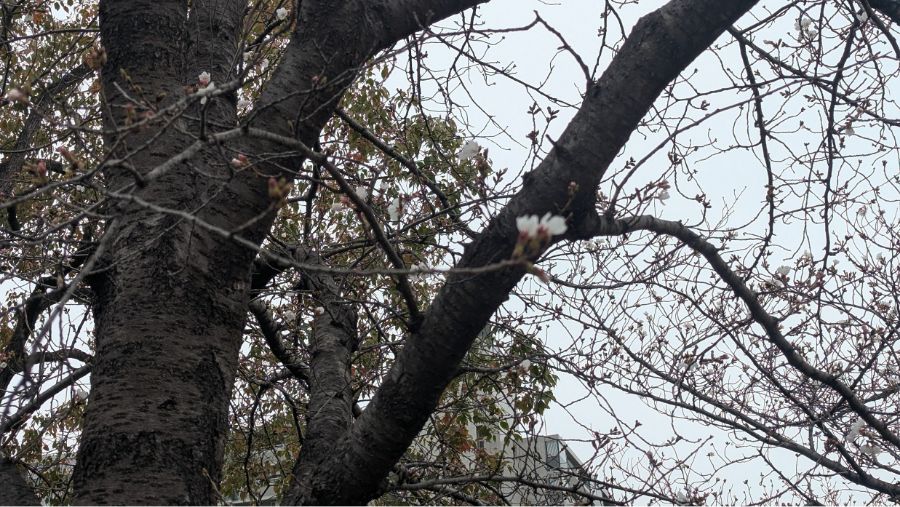 【2025年】扇町公園の桜の開花状況と見どころ紹介！梅田から徒歩圏内で花見