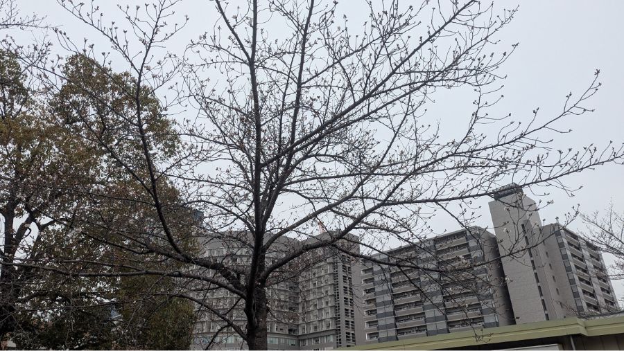 【2025年】扇町公園の桜の開花状況と見どころ紹介！梅田から徒歩圏内で花見