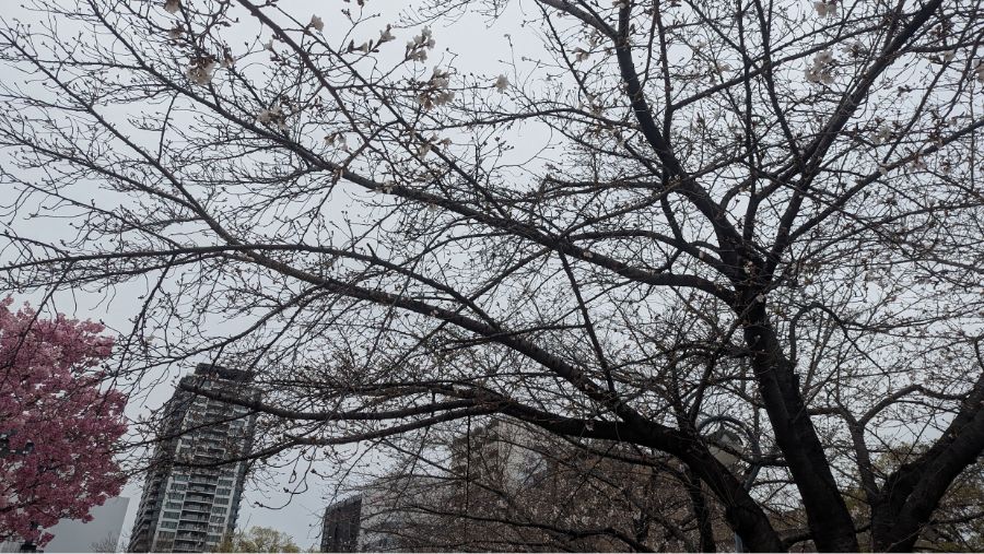 【2025年】扇町公園の桜の開花状況と見どころ紹介！梅田から徒歩圏内で花見