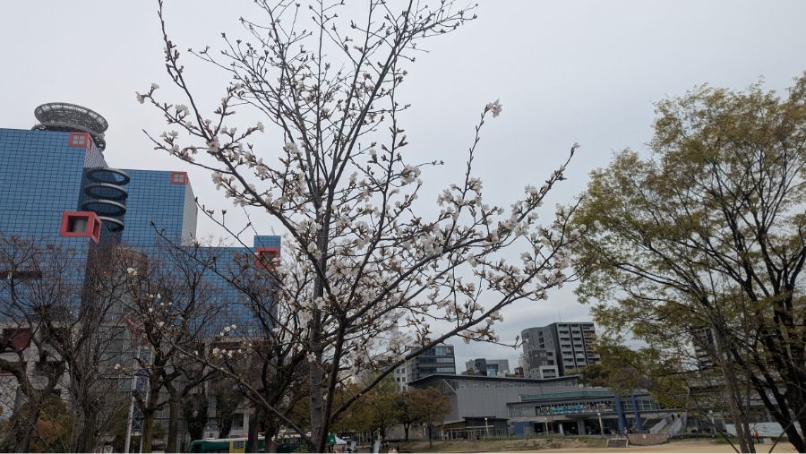 【2025年】扇町公園の桜の開花状況と見どころ紹介！梅田から徒歩圏内で花見