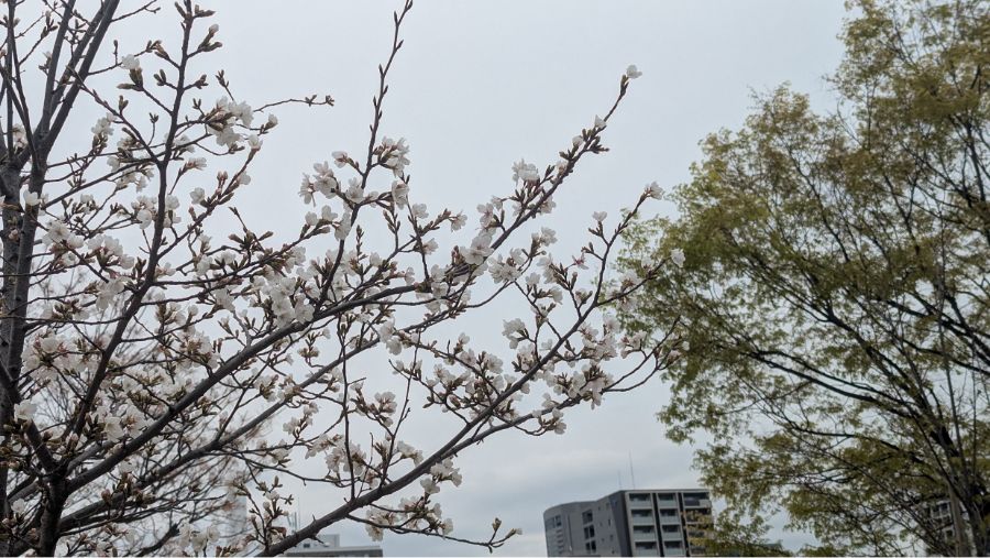 【2025年】扇町公園の桜の開花状況と見どころ紹介！梅田から徒歩圏内で花見