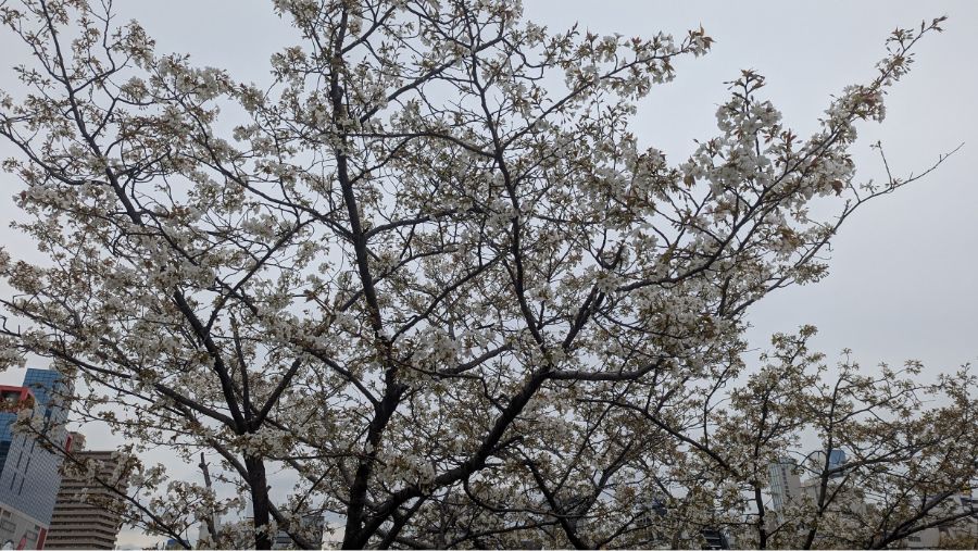 【2025年】扇町公園の桜の開花状況と見どころ紹介！梅田から徒歩圏内で花見