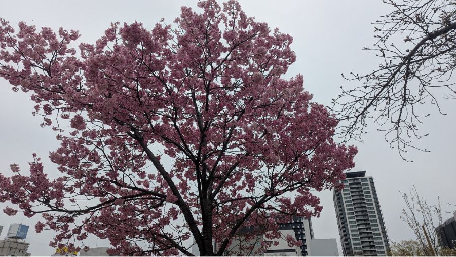 【2025年】扇町公園の桜の開花状況と見どころ紹介！梅田から徒歩圏内で花見