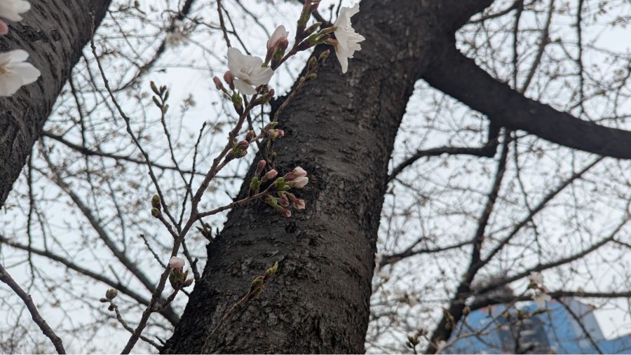 【2025年】扇町公園の桜の開花状況と見どころ紹介！梅田から徒歩圏内で花見