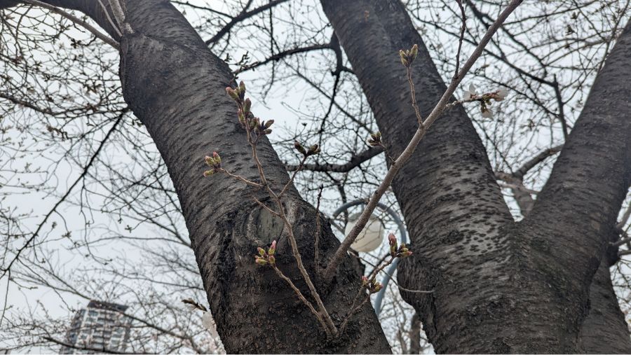 【2025年】扇町公園の桜の開花状況と見どころ紹介！梅田から徒歩圏内で花見