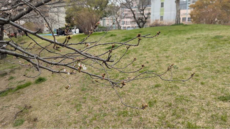 【2025年】扇町公園の桜の開花状況と見どころ紹介！梅田から徒歩圏内で花見