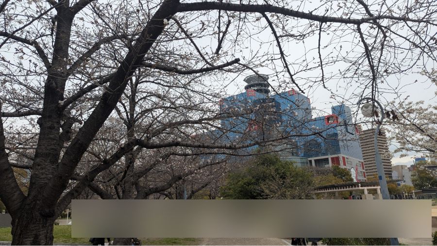 【2025年】扇町公園の桜の開花状況と見どころ紹介！梅田から徒歩圏内で花見