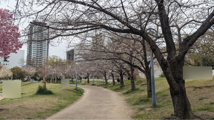 【2025年】扇町公園の桜の開花状況と見どころ紹介！梅田から徒歩圏内で花見