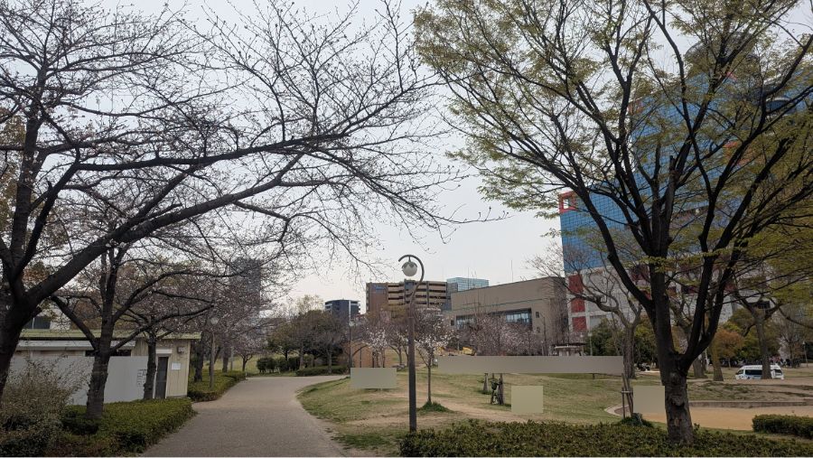 【2025年】扇町公園の桜の開花状況と見どころ紹介！梅田から徒歩圏内で花見