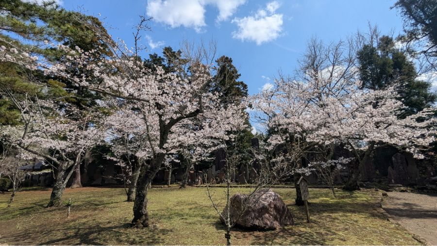春の成田山ひとり旅。名店「川豊」で名物の鰻に舌鼓