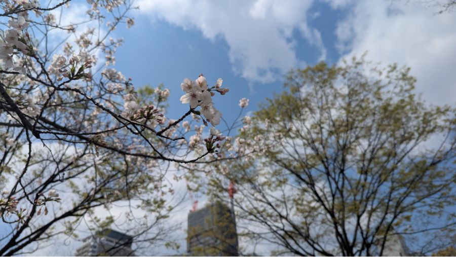 【2026年】扇町公園の桜の開花状況を見に行ってきました