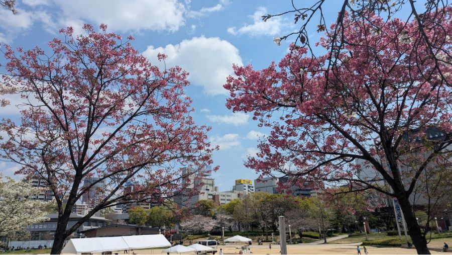 【2026年】扇町公園の桜の開花状況を見に行ってきました