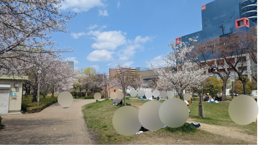 【2026年】扇町公園の桜の開花状況を見に行ってきました