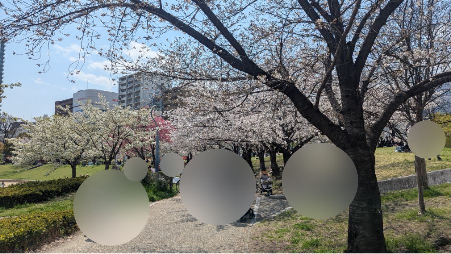 【2026年】扇町公園の桜の開花状況を見に行ってきました