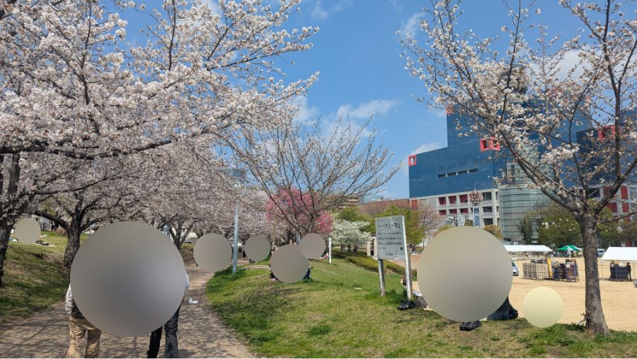 【2026年】扇町公園の桜の開花状況を見に行ってきました