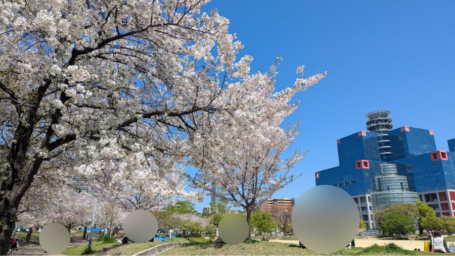 【2026年】扇町公園の桜の開花状況を見に行ってきました