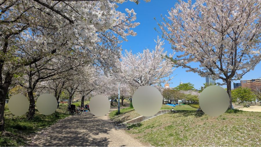 【2026年】扇町公園の桜の開花状況を見に行ってきました