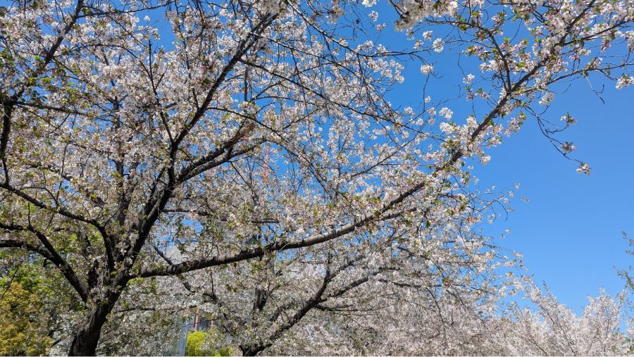 【2026年】扇町公園の桜の開花状況を見に行ってきました