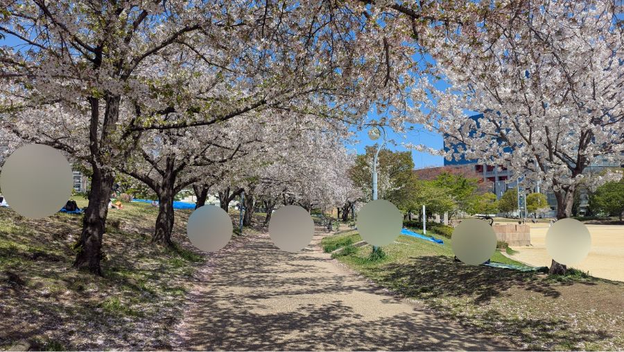 【2026年】扇町公園の桜の開花状況を見に行ってきました
